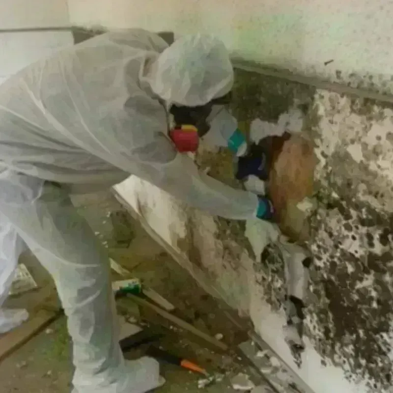 Mold Remediation and Removal in Norwell, MA